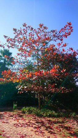Jardim Botânico de Jundiaí-容迪亚伊必去景点