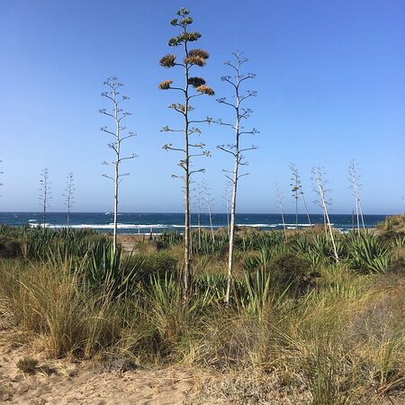 Playa del Barronal景点图片