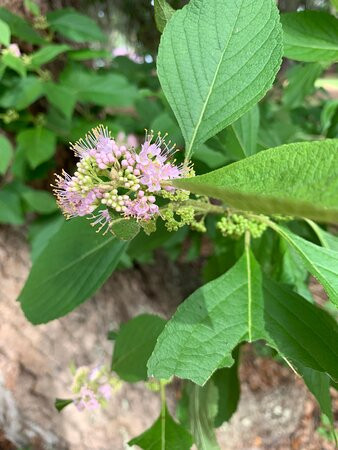 Melon Bluff Nature Center-Sunbury必去景点