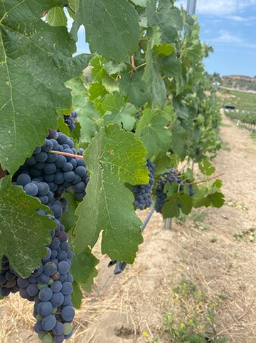 Grapeline Wine Tours-特曼库拉必去景点