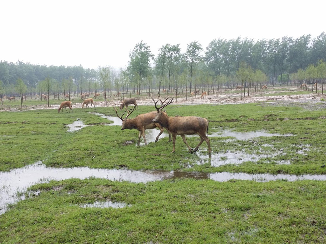 大丰旅游攻略图片