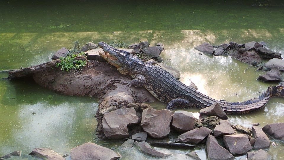 Blanakan Crocodile Farm景点图片