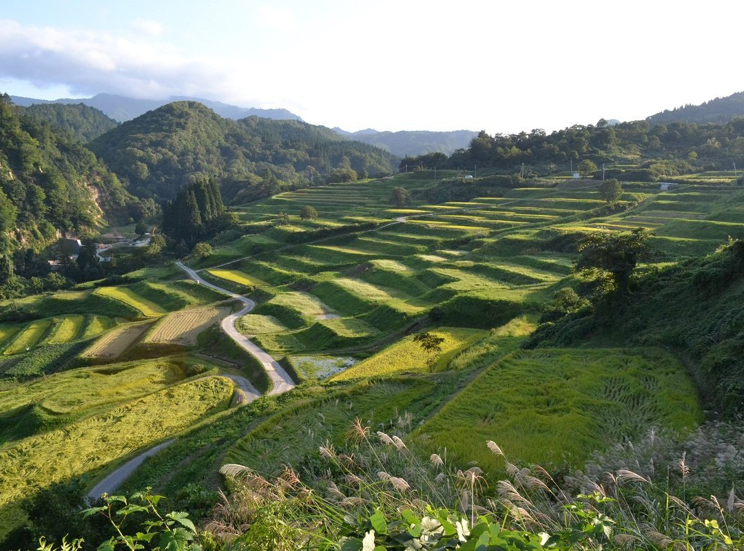 Shikamura Rice Terraces景点图片