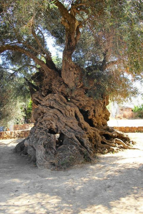 Olive Tree Museum of Vouves-Vouves必去景点