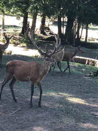 El Bosque De Los Ciervos-Panguipulli必去景点