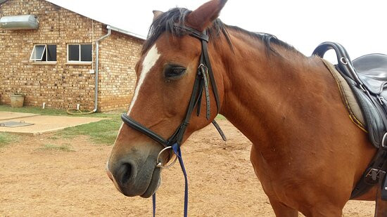 Saddle Creek Adventures-Hekpoort必去景点