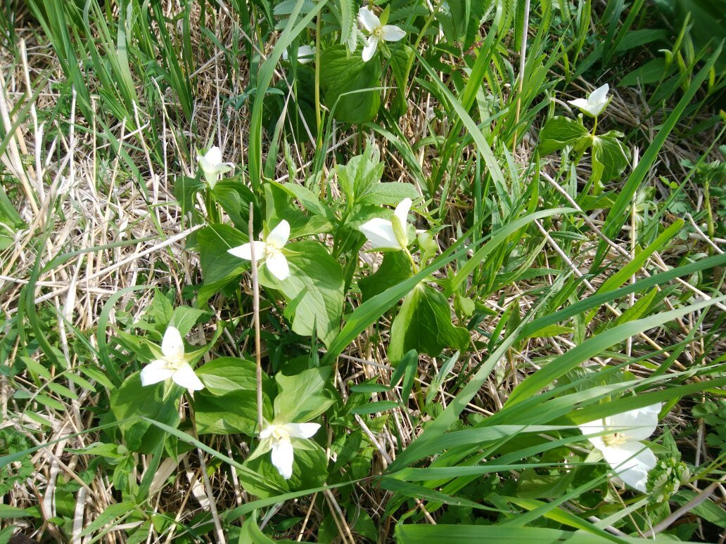 中顿别町旅游景点-Veneer Nature Flower Garden
