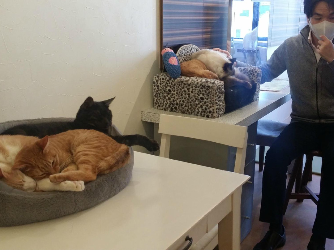 Ebisu旅游景点-Cat Cafe Nyafe Melange