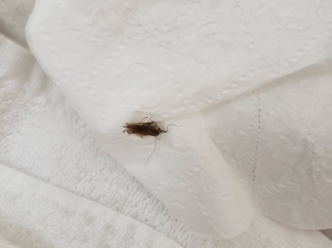 菲耶特维尔旅馆及套房酒店主图