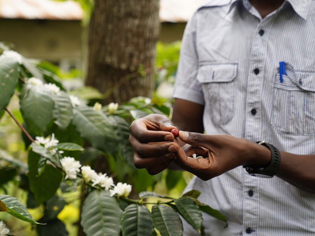 The Small Things-阿鲁沙必去景点