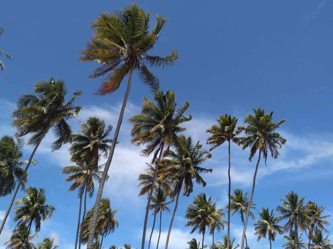 Marceneiro Beach景点图片
