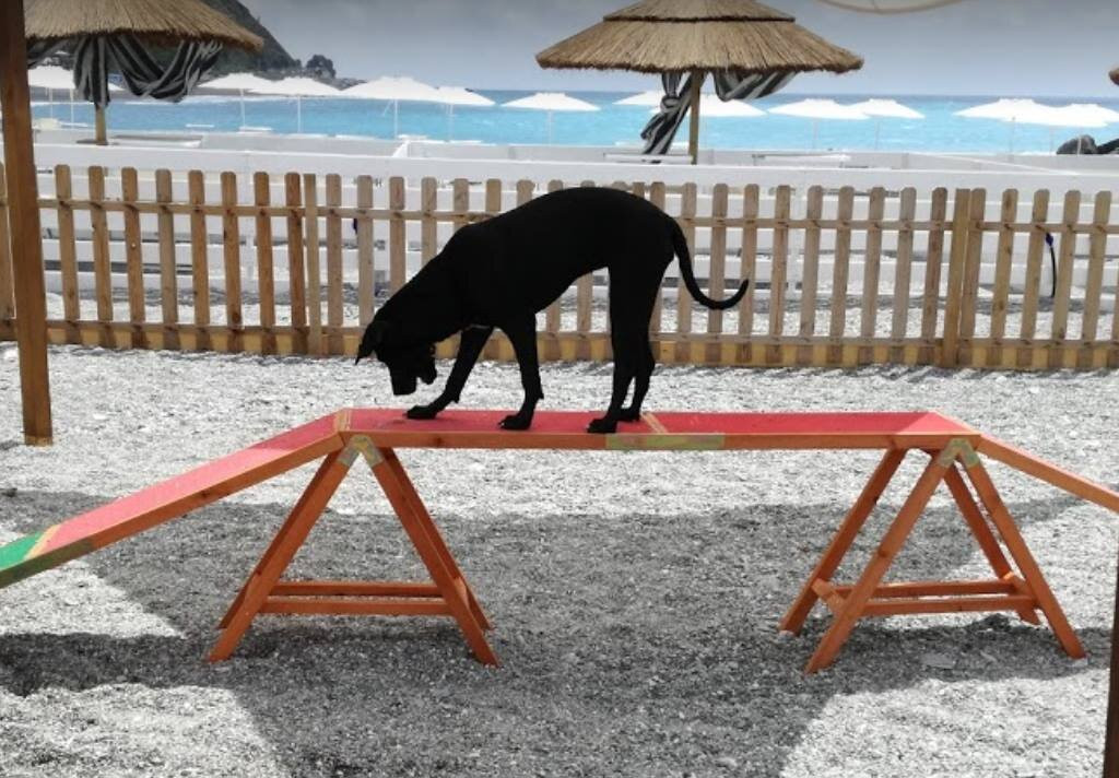 Pirate Dog Beach景点图片