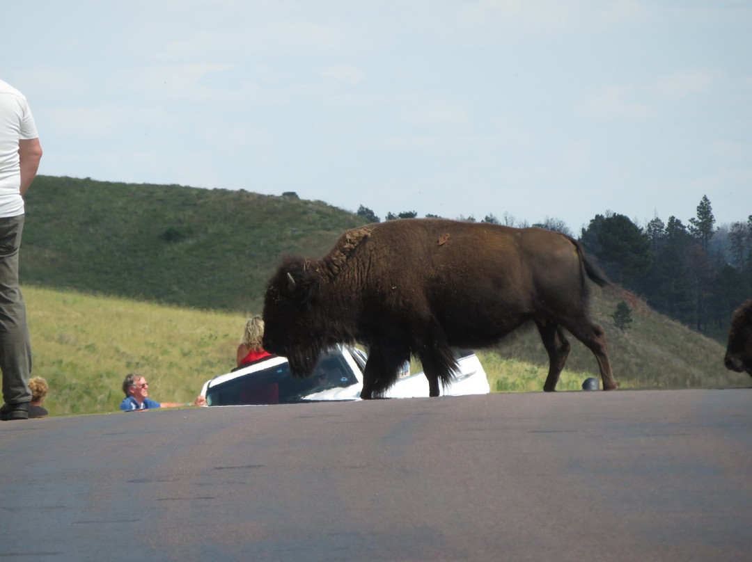 Wildlife Loop Road景点图片