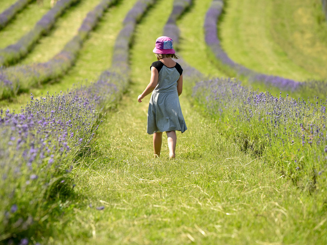 Levandulový Statek Bezděkov-Usov必去景点