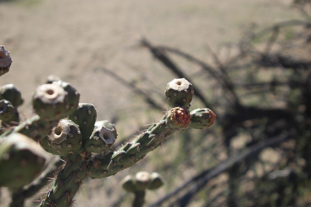 Wild Burro Trail-马拉纳必去景点