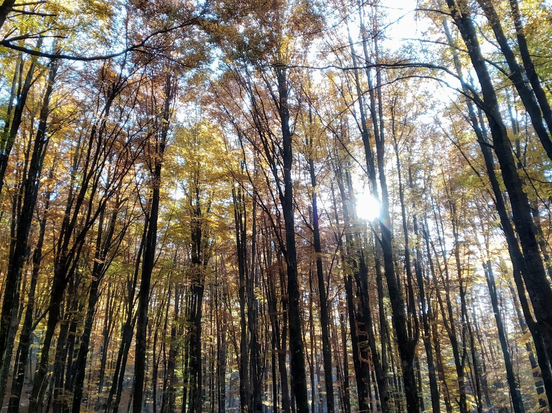 Area Pic Nic Prato di Campoli-Veroli必去景点
