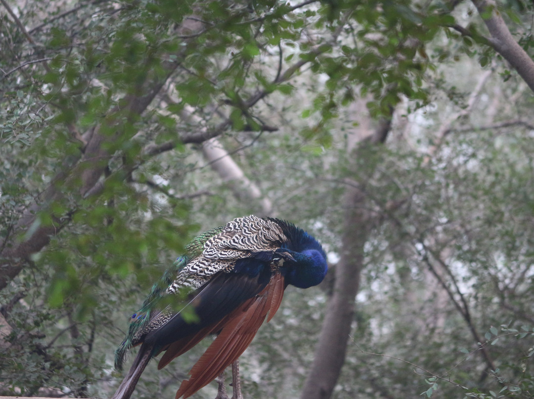 Hotel Castle Jhoomar Baori主图