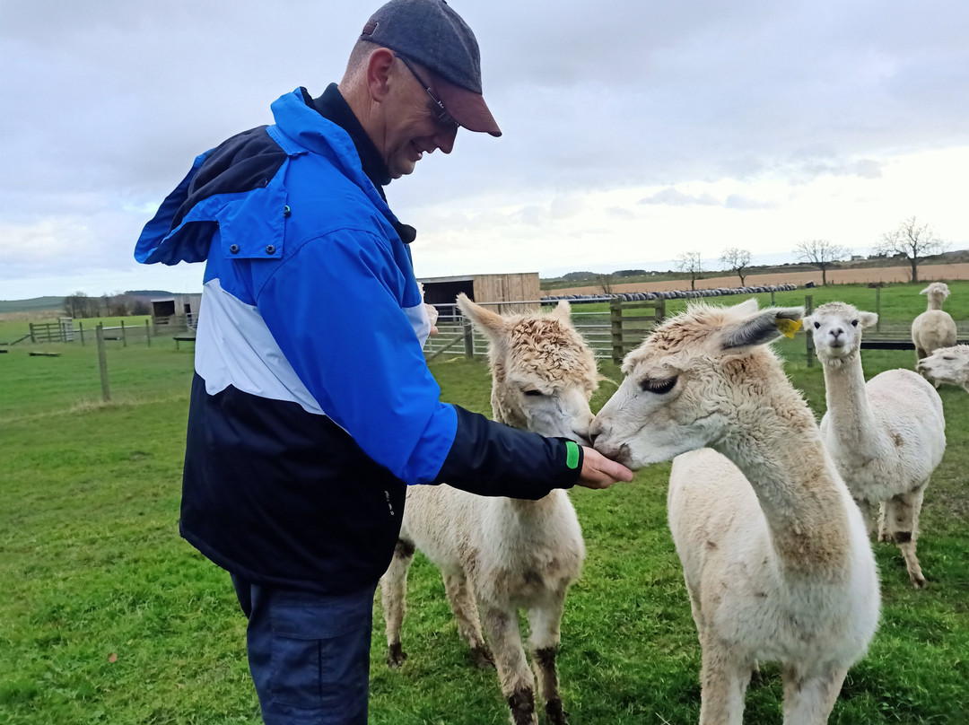 Bowbridge Alpacas Scotland景点图片