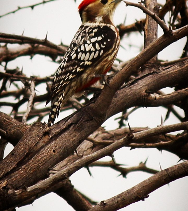 Mayureshwar Wildlife Sanctuary景点图片