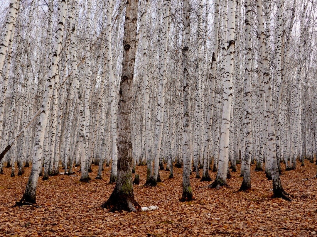 白桦林童话森林-额尔古纳市必去景点