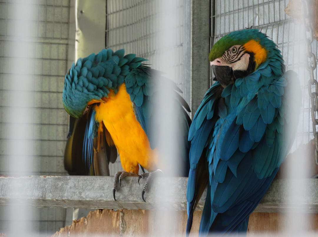 Plantation Crown and Hawk Botanical Garden-圣 托马斯必去景点