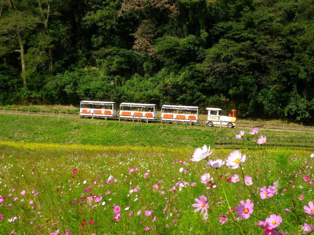 Kurihama Flower Park景点图片