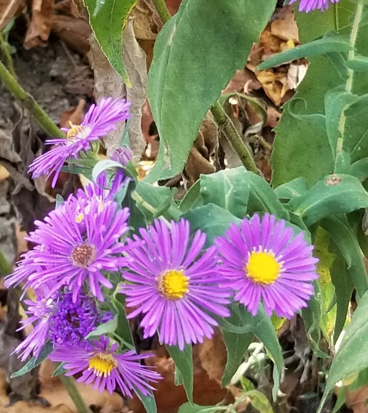Watershed Nature Center-Edwardsville必去景点