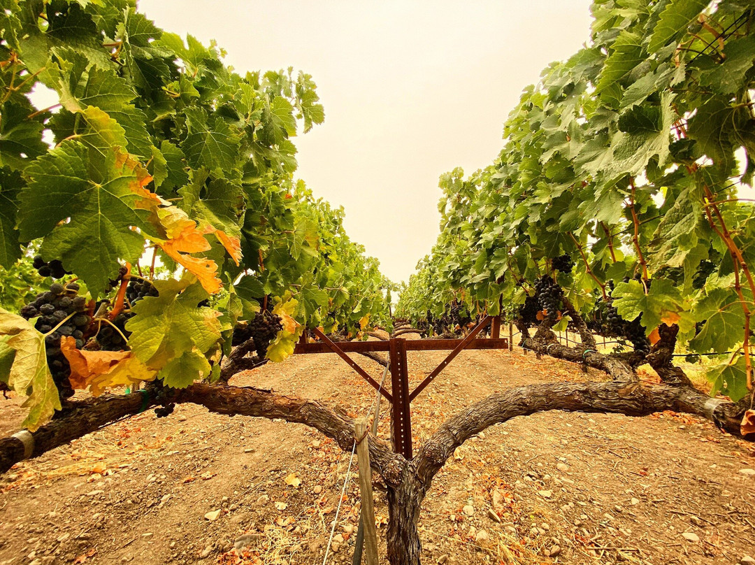 Madrigal Family Winery-卡利斯托加必去景点