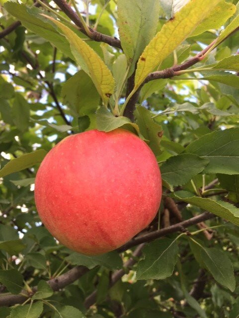 Royal Oak Farm Orchard景点图片