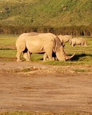 Nairobi and Beyond Safaris-内罗毕必去景点