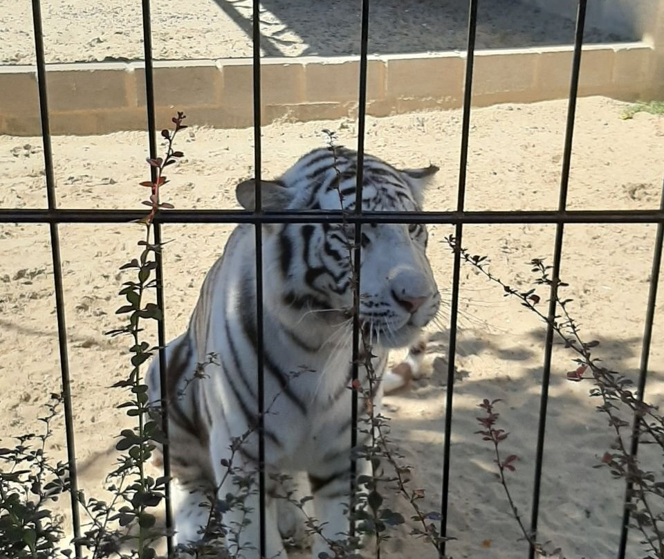 Safari Zoo-Berdyansk必去景点