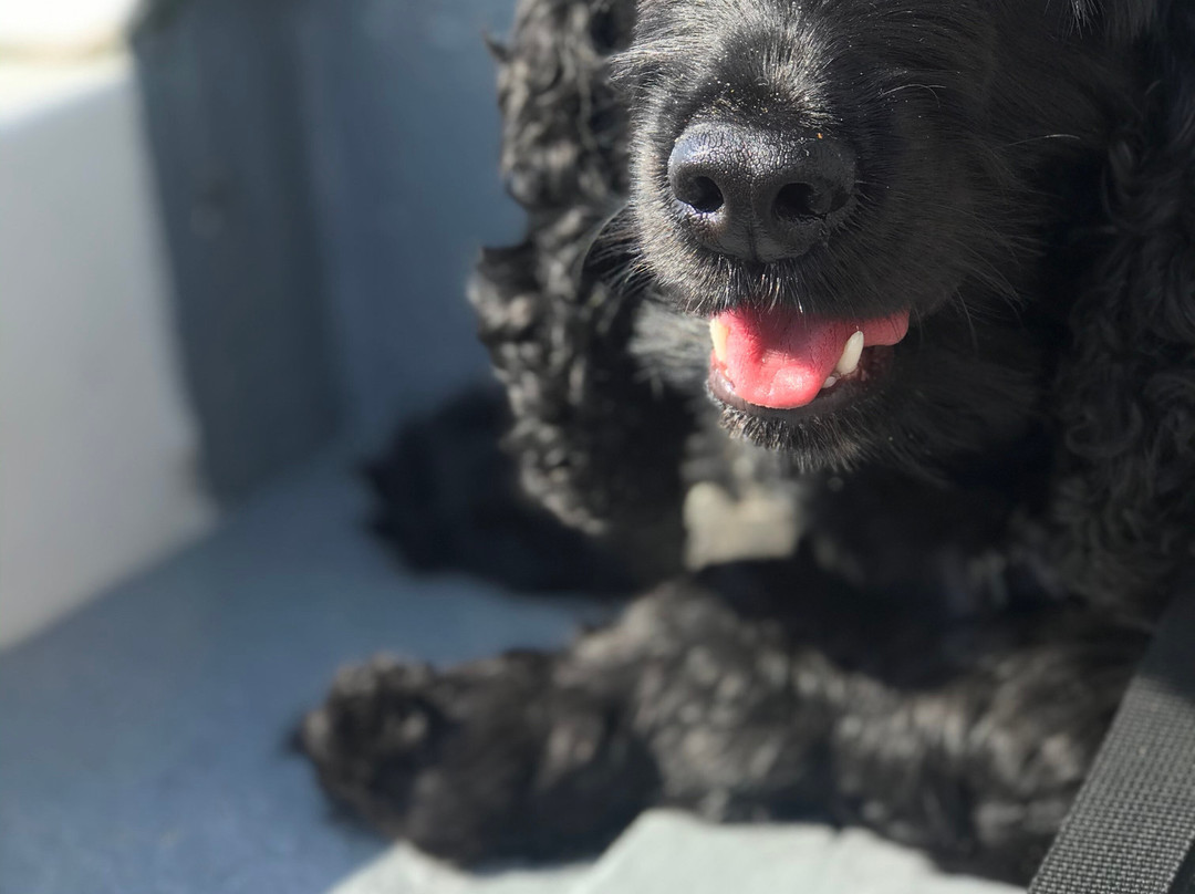 Tenby Fishing-腾比必去景点