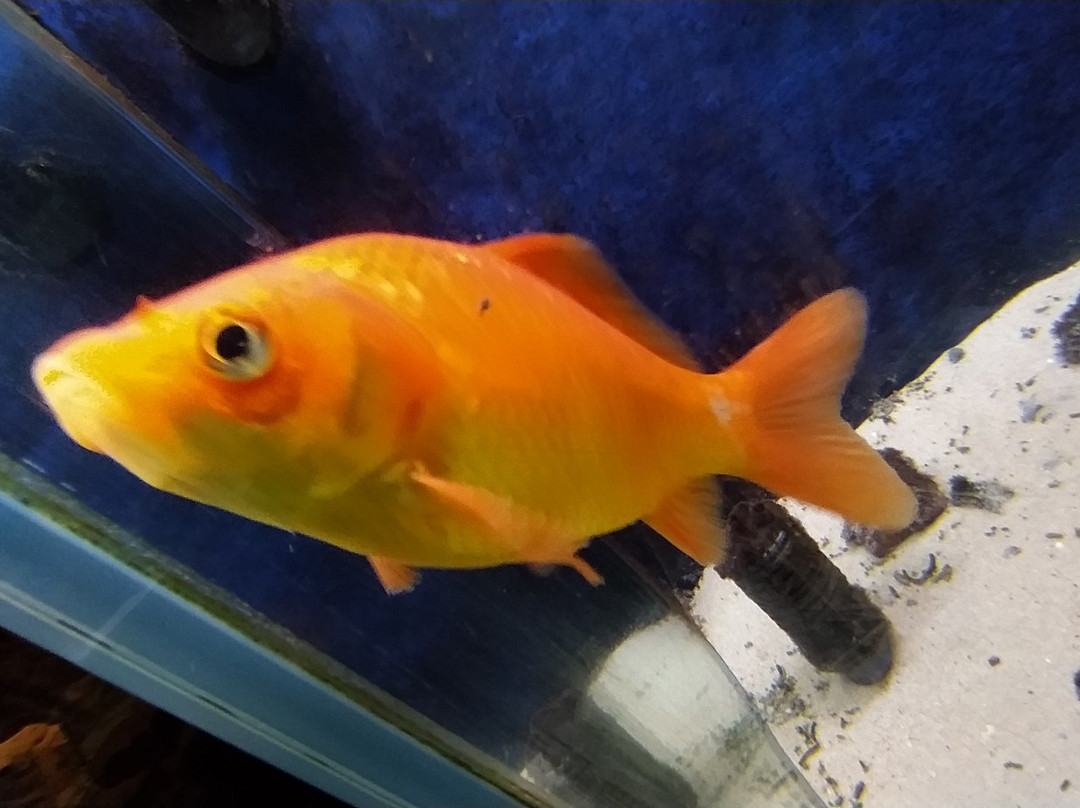 acquario di bolsena景点图片