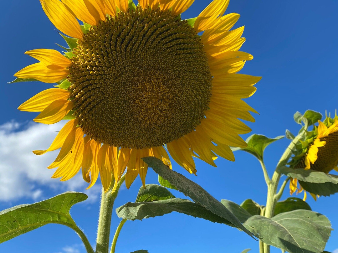 Dixie Orchards-卡利登必去景点