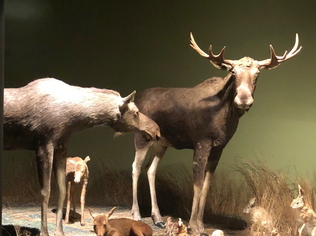 Nature And Forest Museum - Bialowieza National Park景点图片