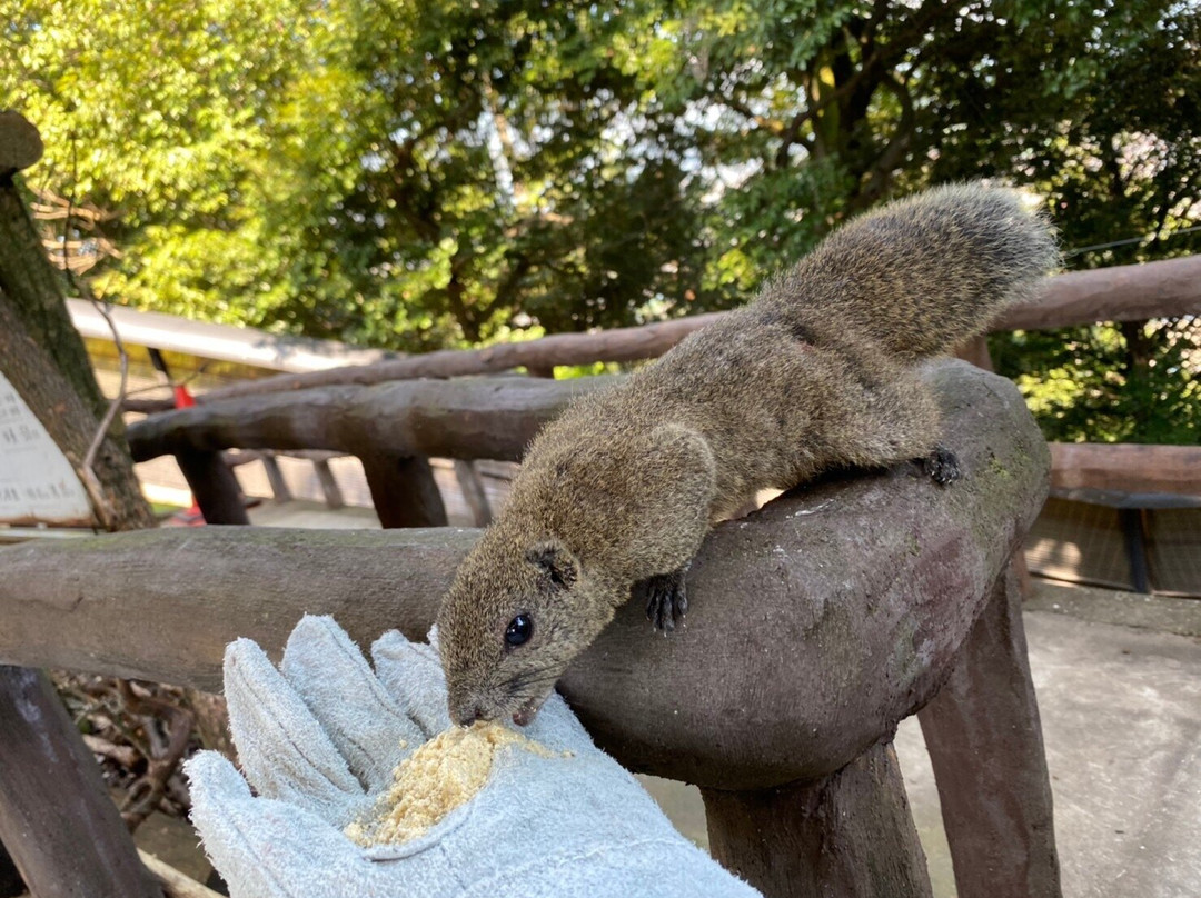 Mt. Kinkazan Squirrel Village-岐阜市必去景点