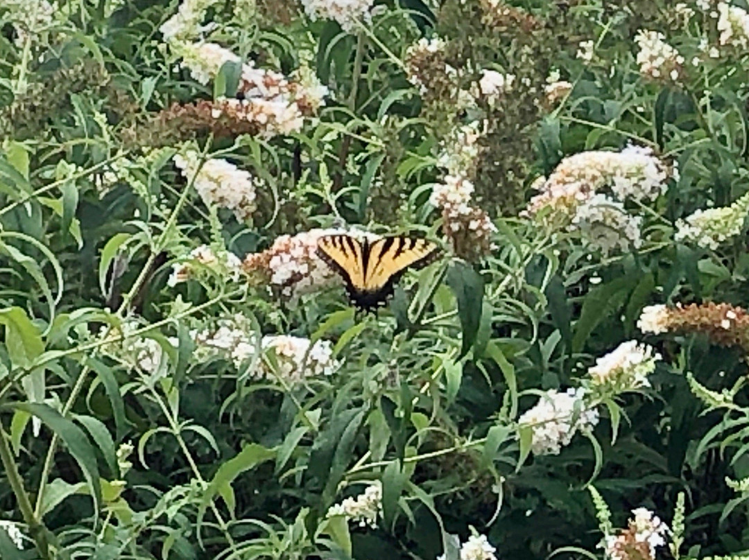 Stone Manor Boutique Inn主图