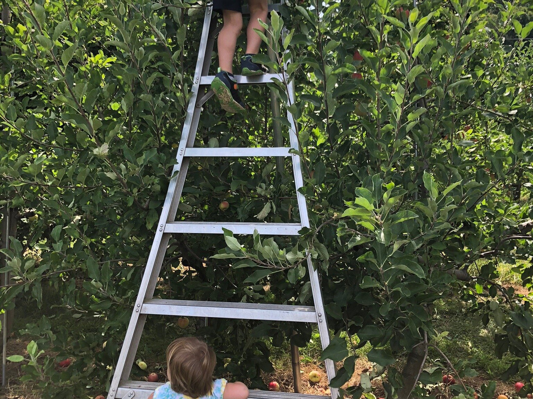 Solebury Orchards景点图片