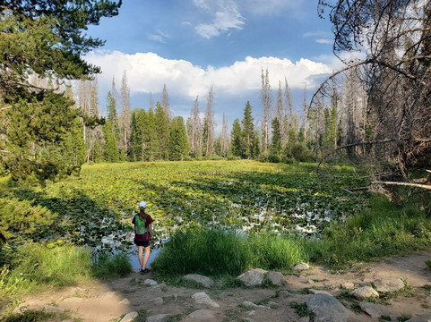 Lily Pad Lake-银座必去景点