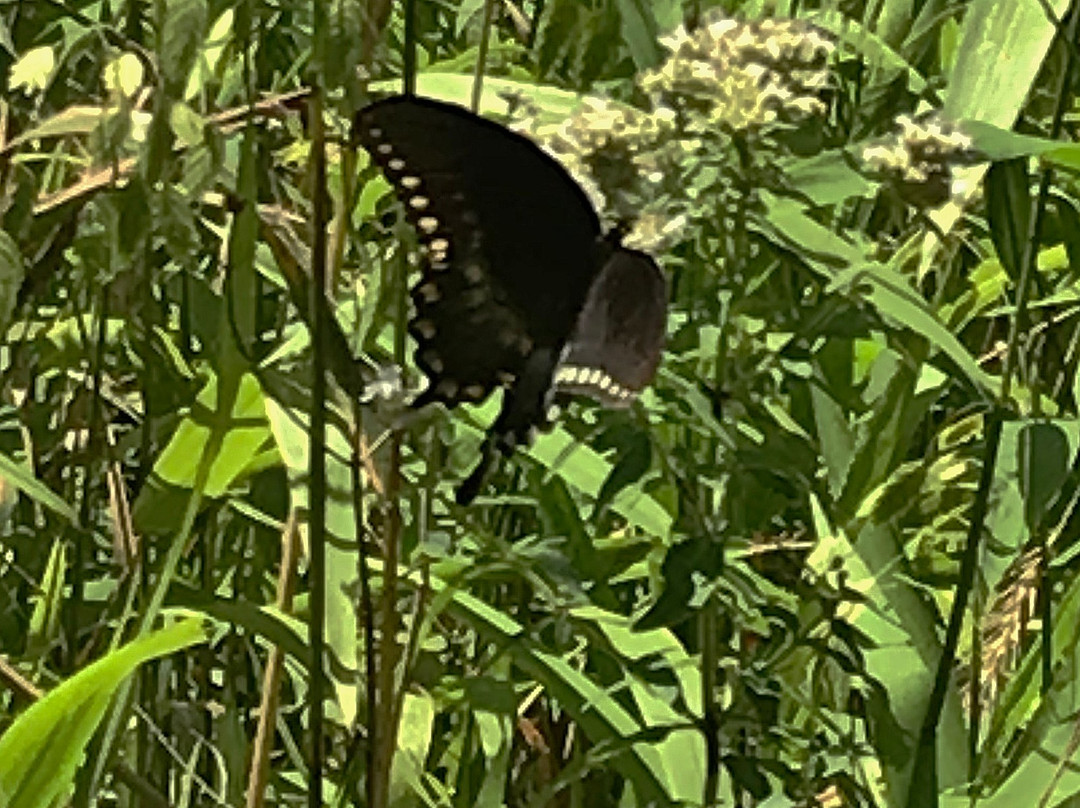 Schermerhorn Park-Galena必去景点