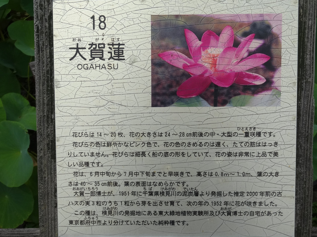 Hill of Hoki Kodai Park-米子市必去景点