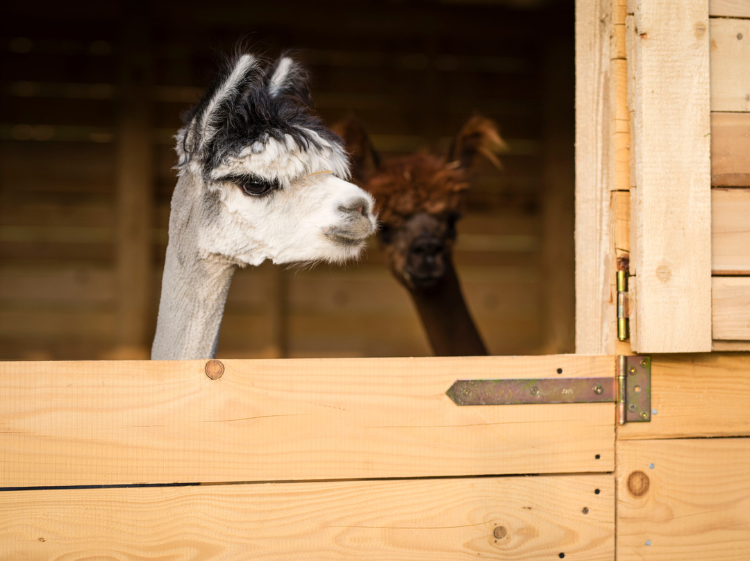 Happy Alpaca-Lachowice必去景点