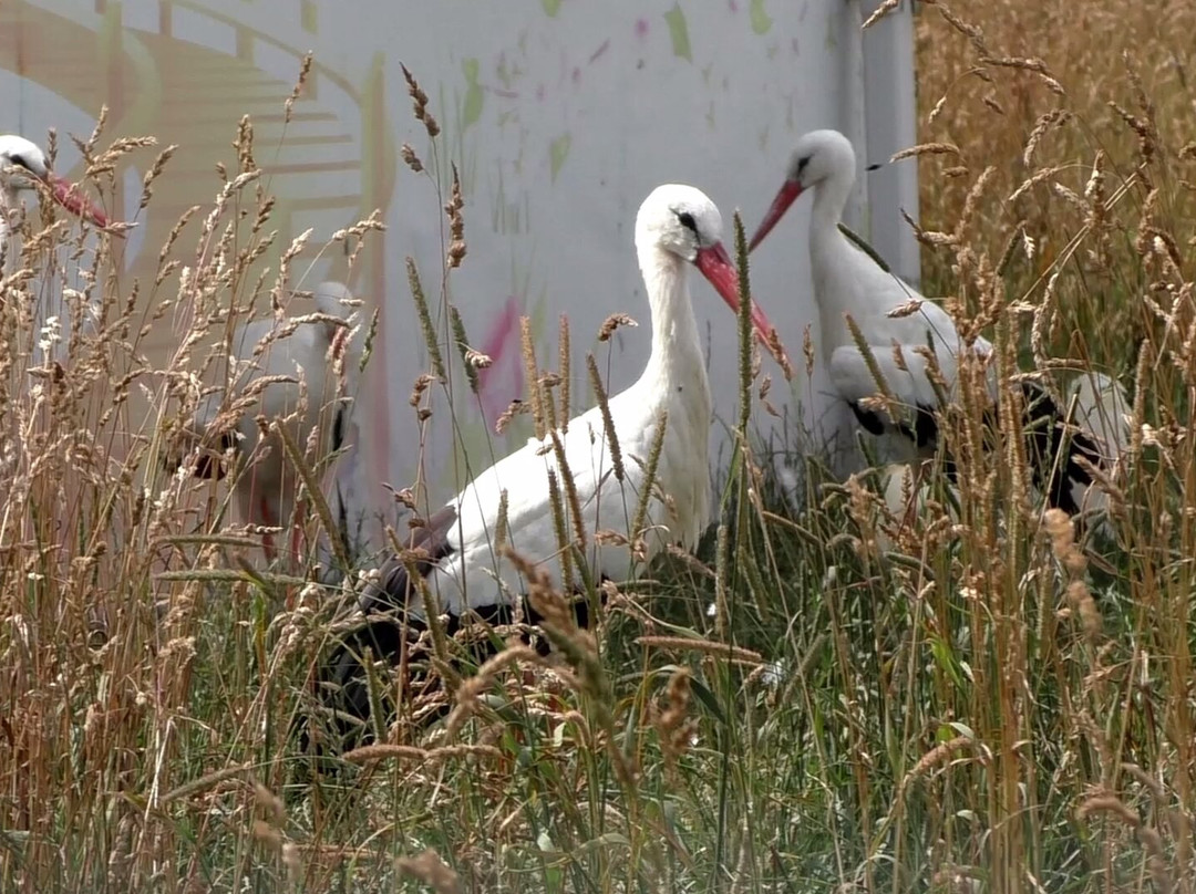 Center for Ecological Tourism "Stankovo"景点图片