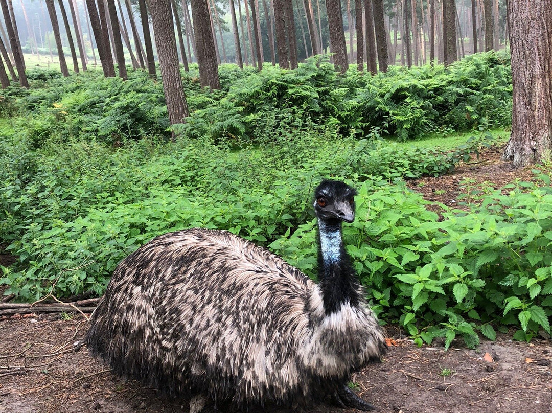 Naturwildpark Granat景点图片