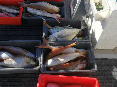 Mahi Mahi Fishing Charter-珊瑚湾必去景点