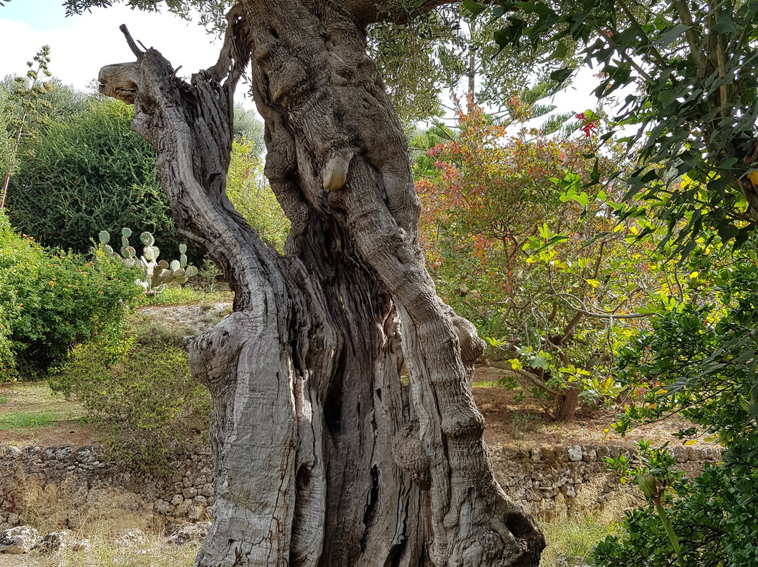 Giardino Botanico Lama degli Ulivi-莫诺波利必去景点