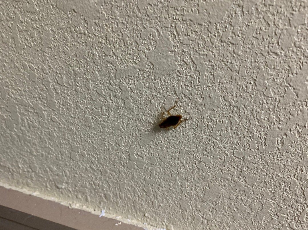 Days Inn by Wyndham Byron主图