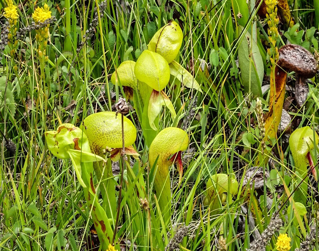 Eight Dollar Mountain Botanical Area景点图片