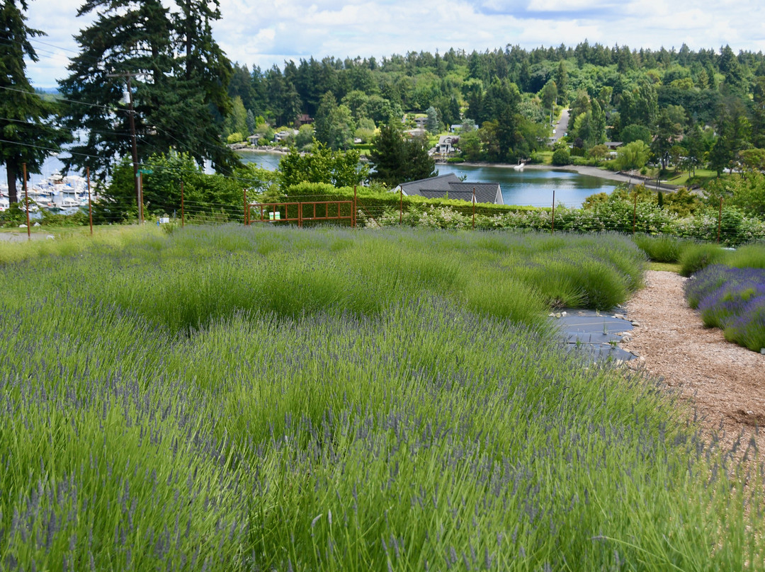 Lavender Hill Farm-Vashon必去景点