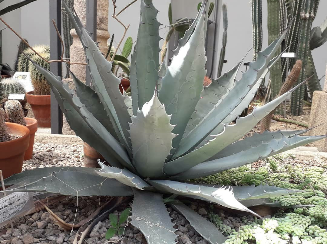 Orto Botanico-帕维亚必去景点